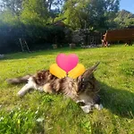 Homestay szállás U Wlochow Rozanka Kolo Miedzylesia Przyjazny Zwierzetom Domowym Międzylesie