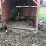 U Wlochow Rozanka Kolo Miedzylesia Przyjazny Zwierzetom Domowym