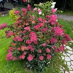 U Wlochow Rozanka Kolo Miedzylesia Przyjazny Zwierzetom Domowym Homestay szállás *