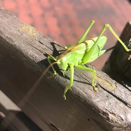 U Wlochow Rozanka Kolo Miedzylesia Przyjazny Zwierzetom Domowym 홈스테이 *