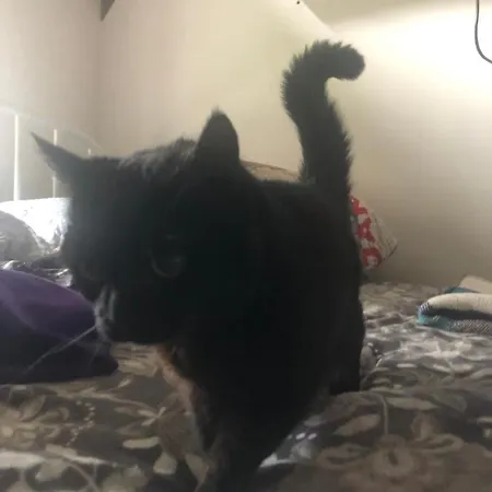 U Wlochow Rozanka Kolo Miedzylesia Przyjazny Zwierzetom Domowym 미에드지레시