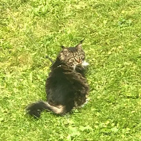 홈스테이 U Wlochow Rozanka Kolo Miedzylesia Przyjazny Zwierzetom Domowym 미에드지레시