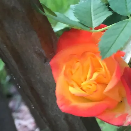 U Wlochow Rozanka Kolo Miedzylesia Przyjazny Zwierzetom Domowym *