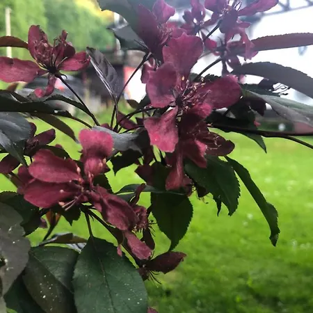 U Wlochow Rozanka Kolo Miedzylesia Przyjazny Zwierzetom Domowym * 미에드지레시