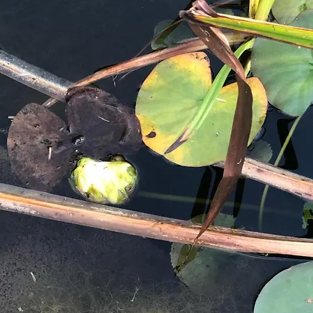 U Wlochow Rozanka Kolo Miedzylesia Przyjazny Zwierzetom Domowym