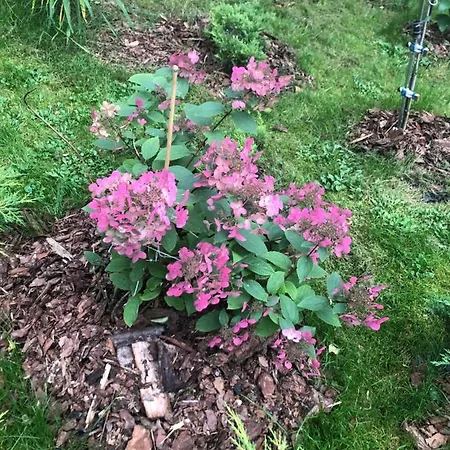 홈스테이 U Wlochow Rozanka Kolo Miedzylesia Przyjazny Zwierzetom Domowym *