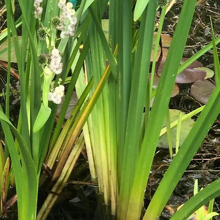 홈스테이 U Wlochow Rozanka Kolo Miedzylesia Przyjazny Zwierzetom Domowym 미에드지레시