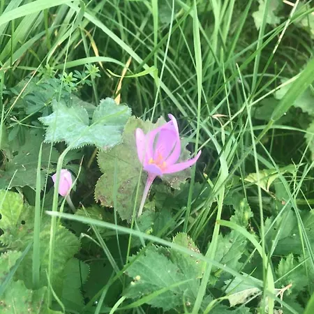 U Wlochow Rozanka Kolo Miedzylesia Przyjazny Zwierzetom Domowym 홈스테이 미에드지레시