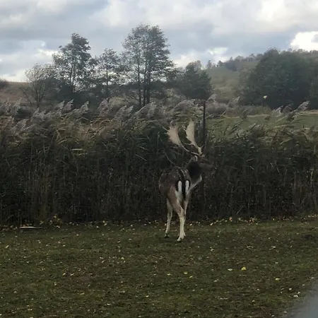 홈스테이 U Wlochow Rozanka Kolo Miedzylesia Przyjazny Zwierzetom Domowym 미에드지레시