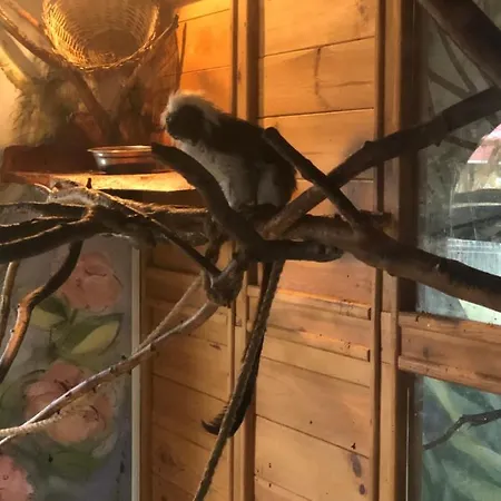 U Wlochow Rozanka Kolo Miedzylesia Przyjazny Zwierzetom Domowym 홈스테이 *