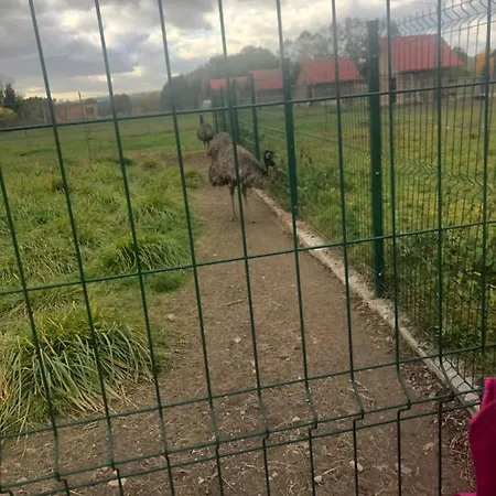 U Wlochow Rozanka Kolo Miedzylesia Przyjazny Zwierzetom Domowym * 미에드지레시