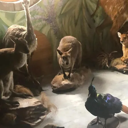 U Wlochow Rozanka Kolo Miedzylesia Przyjazny Zwierzetom Domowym 홈스테이 *