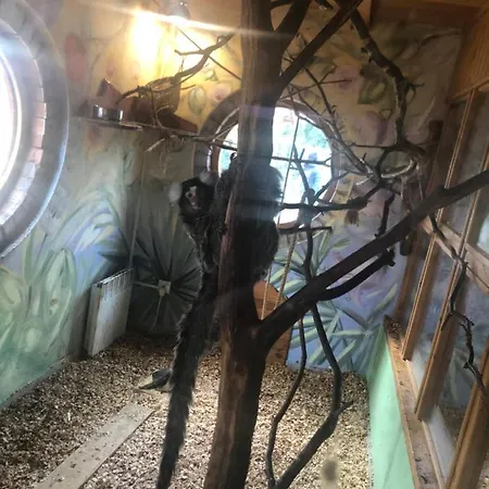 U Wlochow Rozanka Kolo Miedzylesia Przyjazny Zwierzetom Domowym