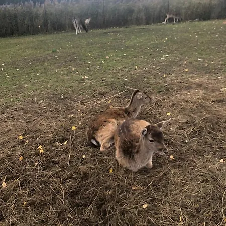 U Wlochow Rozanka Kolo Miedzylesia Przyjazny Zwierzetom Domowym *