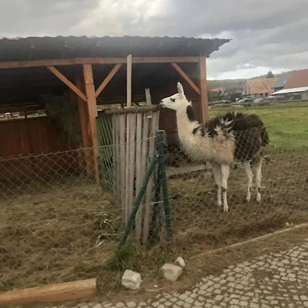 U Wlochow Rozanka Kolo Miedzylesia Przyjazny Zwierzetom Domowym * 미에드지레시