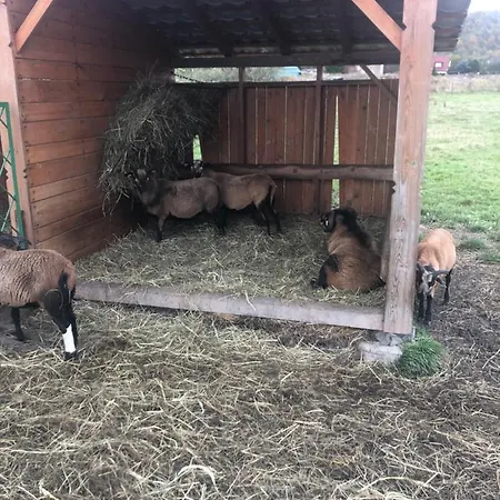 U Wlochow Rozanka Kolo Miedzylesia Przyjazny Zwierzetom Domowym