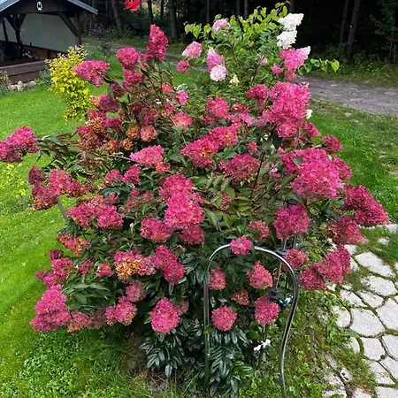 U Wlochow Rozanka Kolo Miedzylesia Przyjazny Zwierzetom Domowym 홈스테이 *