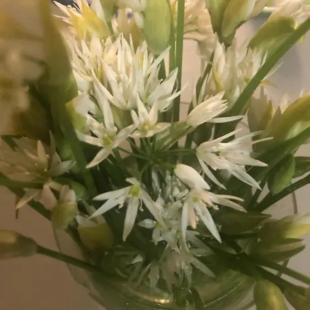 U Wlochow Rozanka Kolo Miedzylesia Przyjazny Zwierzetom Domowym 미에드지레시