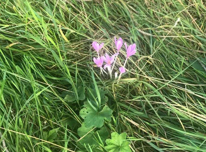 U Wlochow Rozanka Kolo Miedzylesia Przyjazny Zwierzetom Domowym Homestay Miedzylesie (Silesia)