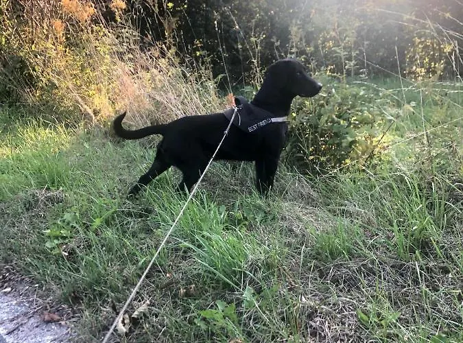 U Wlochow Rozanka Kolo Miedzylesia Przyjazny Zwierzetom Domowym Homestay