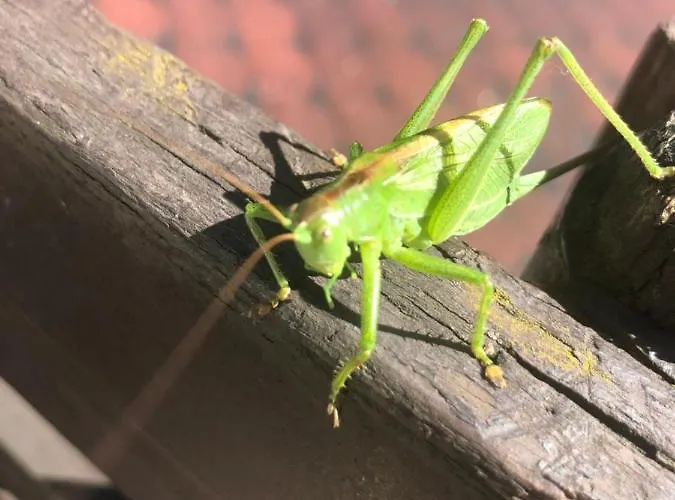 U Wlochow Rozanka Kolo Miedzylesia Przyjazny Zwierzetom Domowym Homestay *