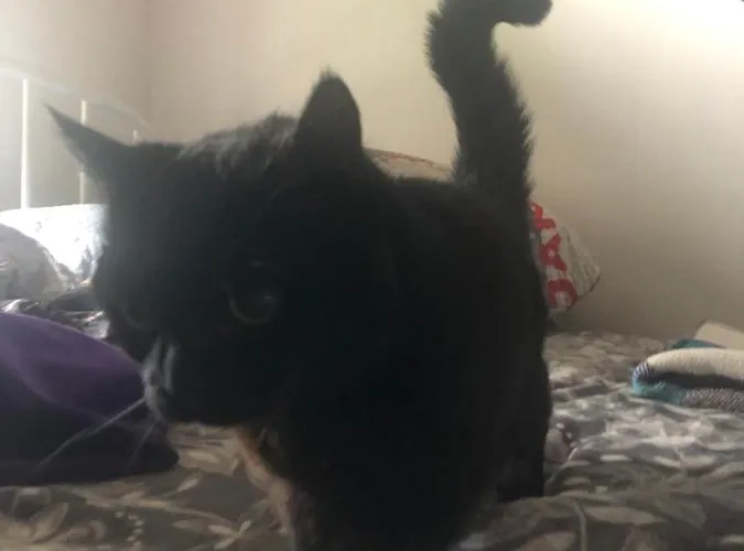 U Wlochow Rozanka Kolo Miedzylesia Przyjazny Zwierzetom Domowym Miedzylesie (Silesia)