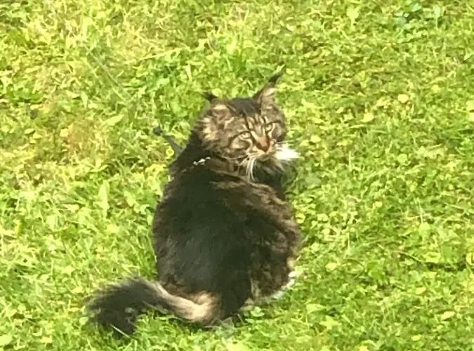 Homestay U Wlochow Rozanka Kolo Miedzylesia Przyjazny Zwierzetom Domowym Miedzylesie (Silesia)