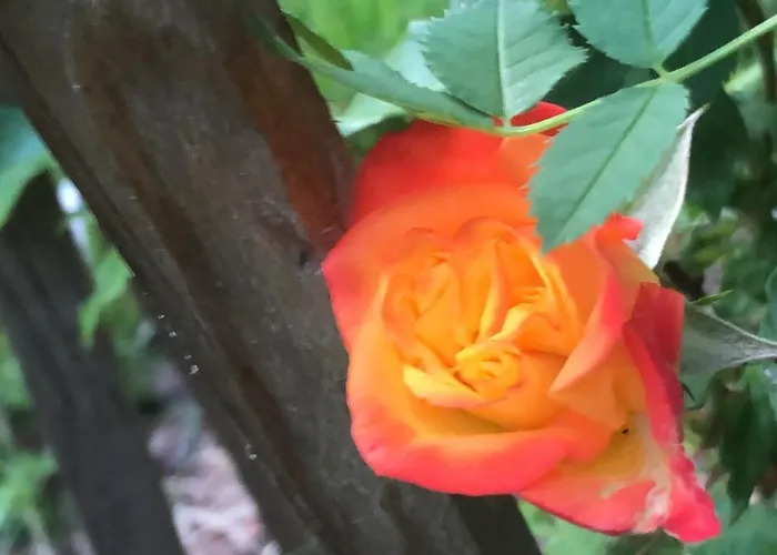 U Wlochow Rozanka Kolo Miedzylesia Przyjazny Zwierzetom Domowym *