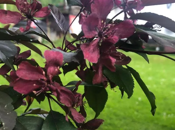 U Wlochow Rozanka Kolo Miedzylesia Przyjazny Zwierzetom Domowym * Miedzylesie (Silesia)