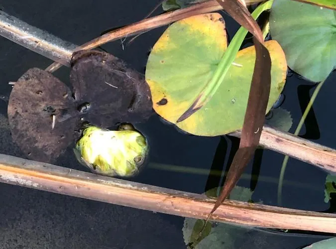 U Wlochow Rozanka Kolo Miedzylesia Przyjazny Zwierzetom Domowym