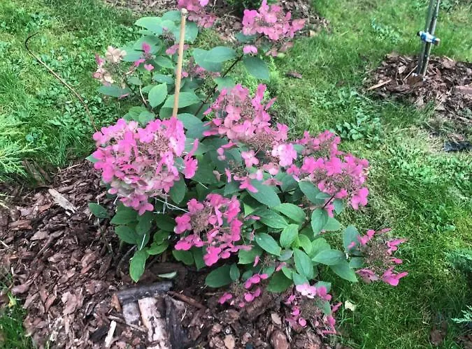 Homestay U Wlochow Rozanka Kolo Miedzylesia Przyjazny Zwierzetom Domowym *