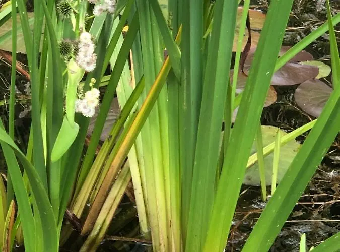 Homestay U Wlochow Rozanka Kolo Miedzylesia Przyjazny Zwierzetom Domowym Miedzylesie (Silesia)