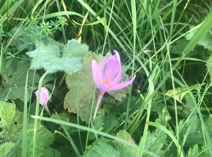 U Wlochow Rozanka Kolo Miedzylesia Przyjazny Zwierzetom Domowym Homestay Miedzylesie (Silesia)