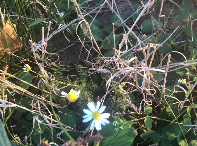 U Wlochow Rozanka Kolo Miedzylesia Przyjazny Zwierzetom Domowym * Miedzylesie (Silesia)