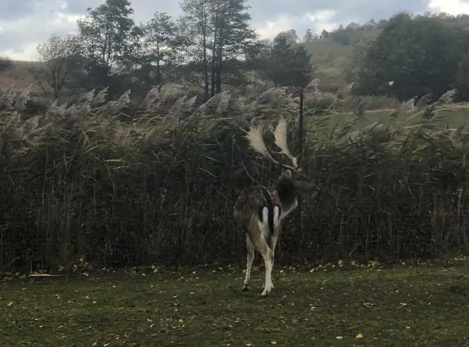 Homestay U Wlochow Rozanka Kolo Miedzylesia Przyjazny Zwierzetom Domowym Miedzylesie (Silesia)