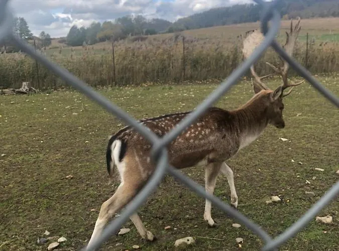 Homestay U Wlochow Rozanka Kolo Miedzylesia Przyjazny Zwierzetom Domowym *