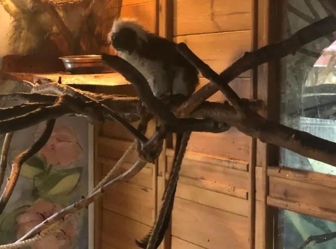 U Wlochow Rozanka Kolo Miedzylesia Przyjazny Zwierzetom Domowym Homestay *