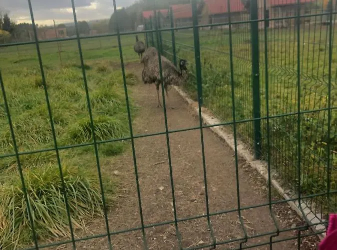 U Wlochow Rozanka Kolo Miedzylesia Przyjazny Zwierzetom Domowym * Miedzylesie (Silesia)