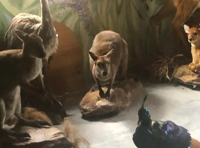 U Wlochow Rozanka Kolo Miedzylesia Przyjazny Zwierzetom Domowym Homestay *