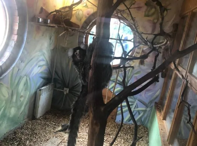 U Wlochow Rozanka Kolo Miedzylesia Przyjazny Zwierzetom Domowym