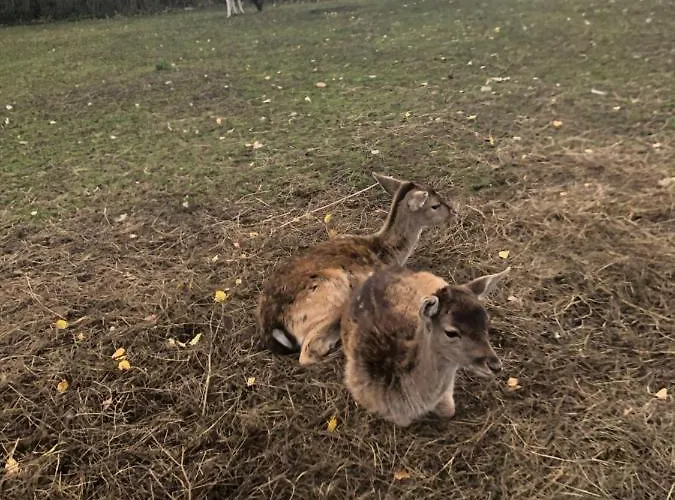 U Wlochow Rozanka Kolo Miedzylesia Przyjazny Zwierzetom Domowym *