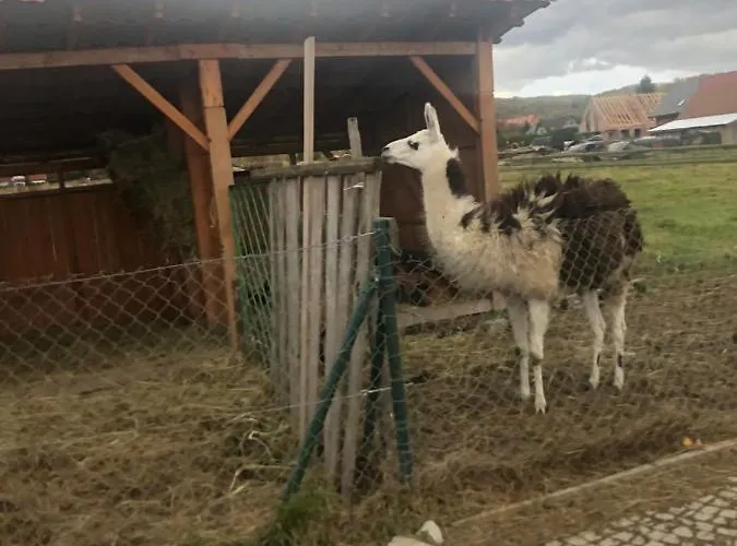 U Wlochow Rozanka Kolo Miedzylesia Przyjazny Zwierzetom Domowym * Miedzylesie (Silesia)