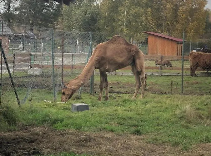 Homestay U Wlochow Rozanka Kolo Miedzylesia Przyjazny Zwierzetom Domowym *