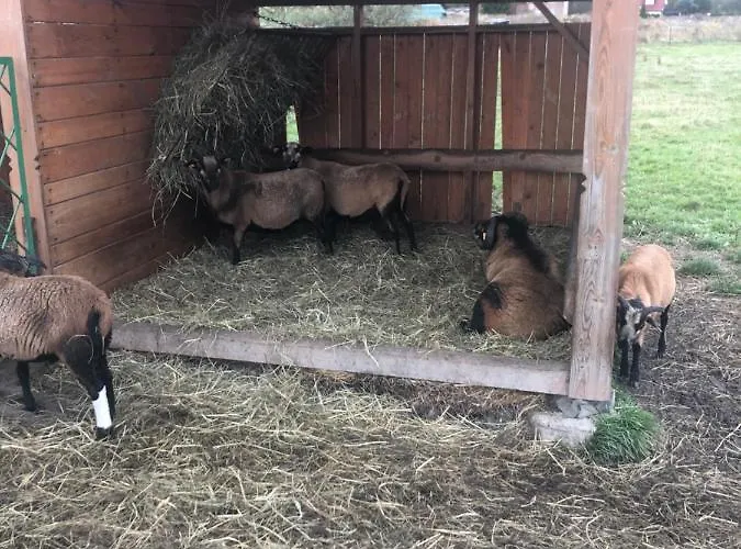 U Wlochow Rozanka Kolo Miedzylesia Przyjazny Zwierzetom Domowym