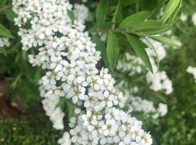 Homestay U Wlochow Rozanka Kolo Miedzylesia Przyjazny Zwierzetom Domowym