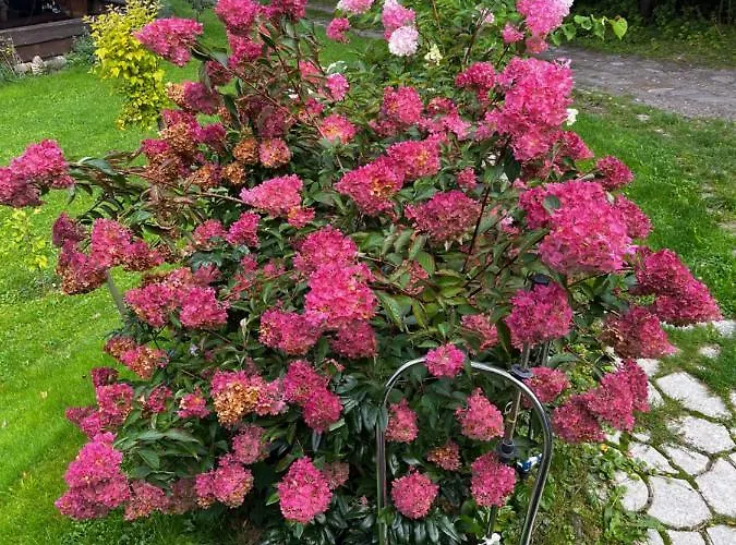 U Wlochow Rozanka Kolo Miedzylesia Przyjazny Zwierzetom Domowym Homestay *