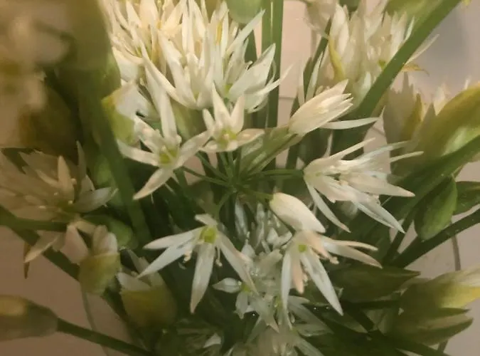 U Wlochow Rozanka Kolo Miedzylesia Przyjazny Zwierzetom Domowym Miedzylesie (Silesia)