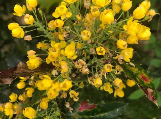 U Wlochow Rozanka Kolo Miedzylesia Przyjazny Zwierzetom Domowym *